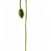Flower by Kenzo Eau de Parfum Amber Floral Women-7