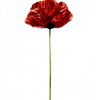 Flower by Kenzo Eau de Parfum Amber Floral Women-6